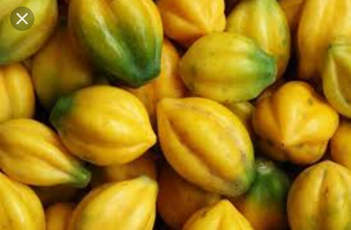 Carica Dieng Premium